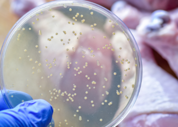 Kurban Bayramı’nda Salmonella bakterisine dikkat!