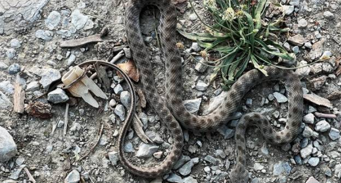 Yolcu treninde yılan paniği!