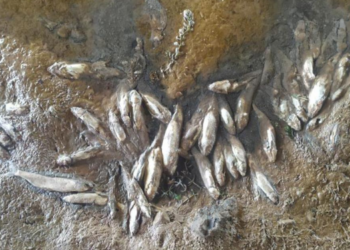 Sivas’taki toplu balık ölümü! Valilikten açıklama…