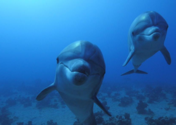 Karadeniz’de 225 bin adet tespit edildi!