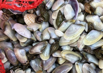 3 ton kum şırlanı ele geçirildi