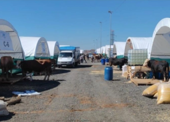 Kurbanlıklar pazara indi