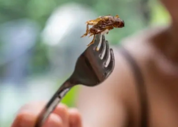 O ülkede 16 böcek türünün tüketilmesine onay!