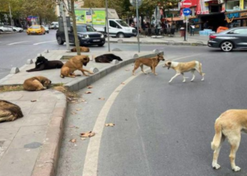 Başıboş sokak köpekleri düzenlemesi tamamlandı