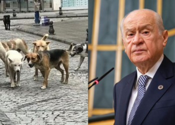 Devlet Bahçeli’den başıboş köpek düzenlemesine ilişkin açıklama