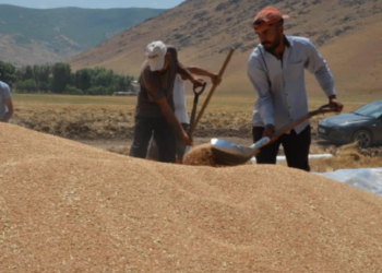 Tarımsal destek ödemeleri bugün hesaplara yatacak!