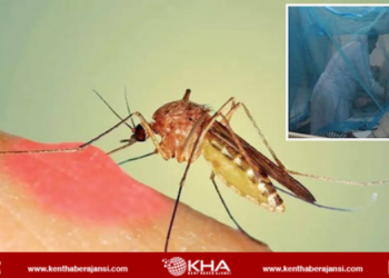 Dang Humması Nedir? Dang Virüsü Belirtileri Nelerdir?