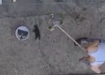 Manisa’da katliam: 3 yavru kedi acımasızca öldürüldü!