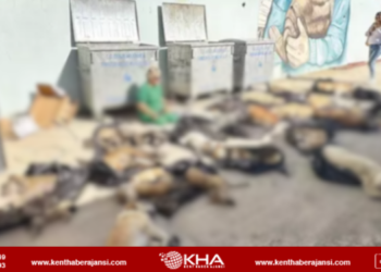 Gebze’de hayvan katliamı iddiası!