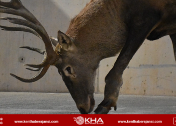 Fabrika bahçesinde yaralı geyik bulundu