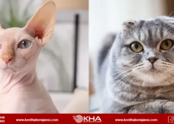 Cins kedilerin sahiplenilmesi yasaklandı!