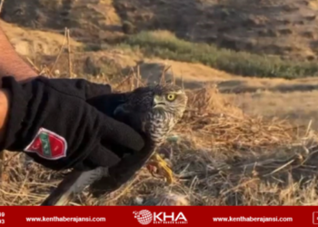 Şırnak’ta atmaca bitkin halde bulundu!