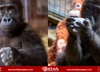 Bakanlık goril yavrusuna isim arıyor