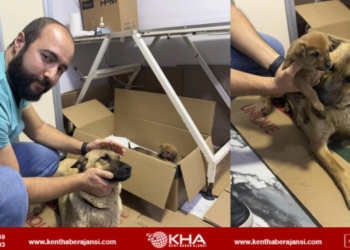 Donmak üzere olan yavrusunu veterinere getirdi!