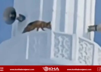 Minareye çıkan tilki kabloları kemirdi