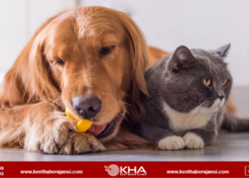 Kedi ve köpek sahiplerine ek süre!