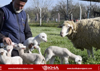 Koyunu tam 5 kuzu dünyaya getirdi