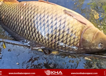 Sazan balığı  için avlanma yasağı başladı!