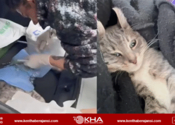 Veteriner depreme ameliyat yaparken yakalandı!