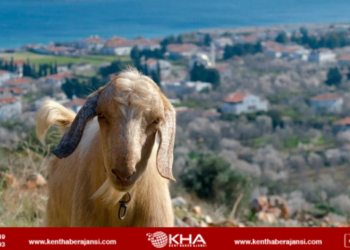 Mavi dil hastalığı karantinası