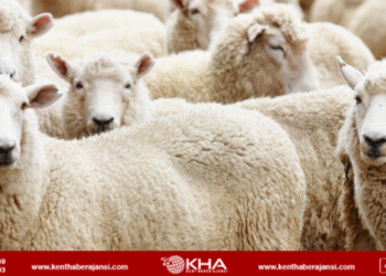 Muğla’da kurban kesim ücretleri belli oldu