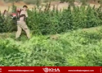 3 milyon 476 bin kök kenevir ve skunk ele geçirildi