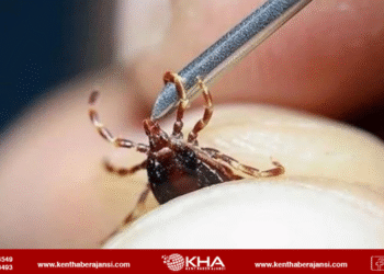 Kene vakası artıyor: Ölü sayısı 8’e çıktı