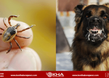 Kene ve kuduz aşamasında gelişme!