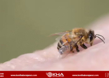 Fransa’da arı saldırısı: 3’ü, 24 kişi yaralandı