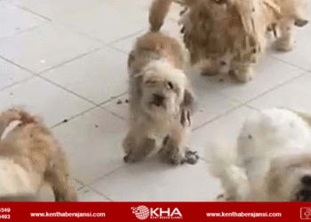 İzmir’de 20 köpek kurtarıldı!