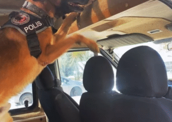 Okul taşıtında metamfetamin ele geçirildi!