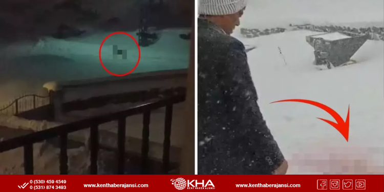 Aç Kalan Kurtlar Köye İndi, Köpekleri Telef Etti