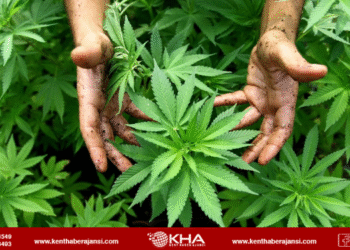 Kenevir Yetiştiriciliğinde Yeni Dönem: Üretim ve Kontrol Esasları Yeniden Düzenlendi