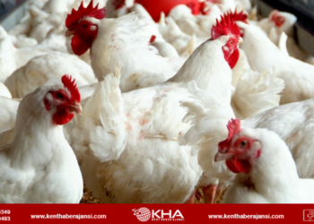 Lades Markası İcradan Satışta: Tavukçuluk Sektöründe Kriz Derinleşiyor