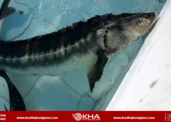 Karadeniz’e 30 Bin Mersin Balığı: Nesli Tehlike Altındaki Tür İçin Büyük Adım