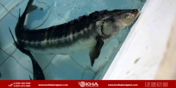 Karadeniz’e 30 Bin Mersin Balığı: Nesli Tehlike Altındaki Tür İçin Büyük Adım