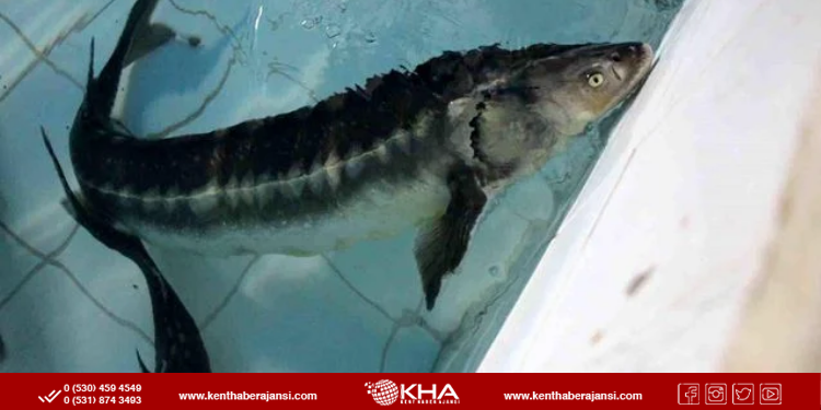 Karadeniz’e 30 Bin Mersin Balığı: Nesli Tehlike Altındaki Tür İçin Büyük Adım