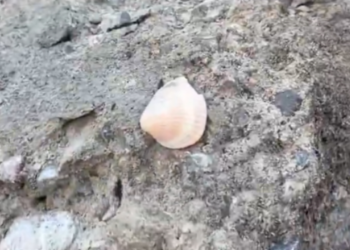 Maltepe’de 5 Kişiye Mezar Olan Binanın Betonundan Deniz Kabuğu Çıktı!