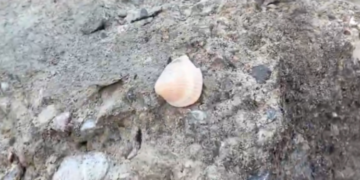 Maltepe’de 5 Kişiye Mezar Olan Binanın Betonundan Deniz Kabuğu Çıktı!